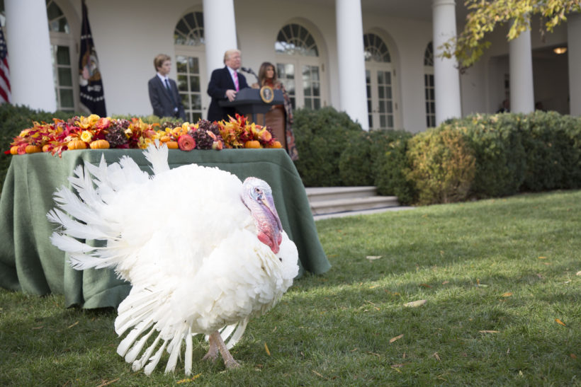 President Trump Pardons the National Thanksgiving Turkey